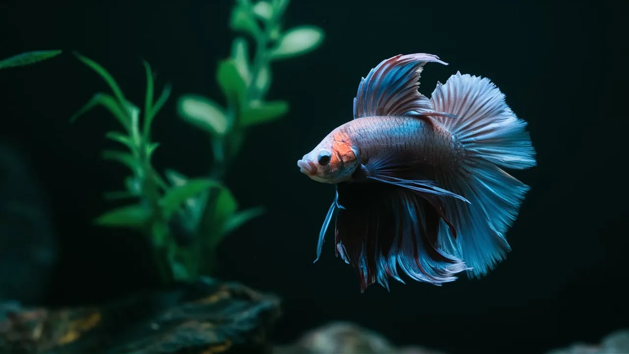 Are Betta Fish Nocturnal?